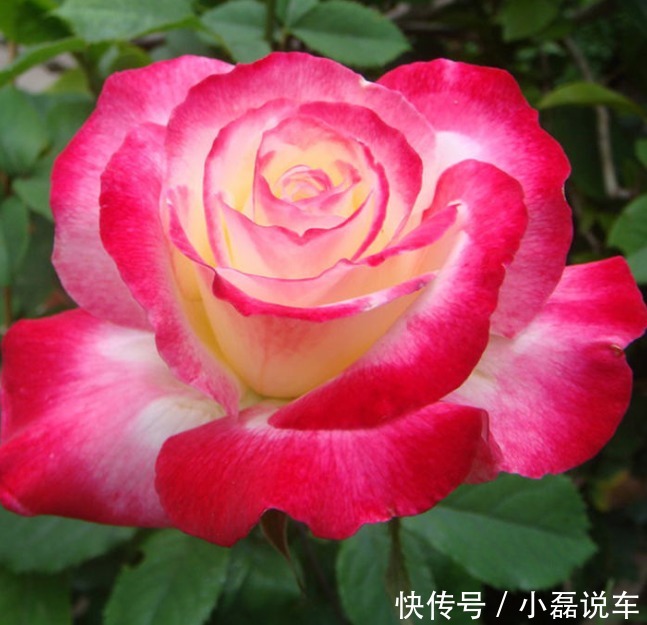 种花|4种花自带财运,家里养一盆,招财纳福好运来,越养越喜欢