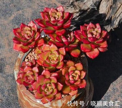 多肉植物知识知多点,蒂亚多肉很爱长气根,大家知道是什么原因吗