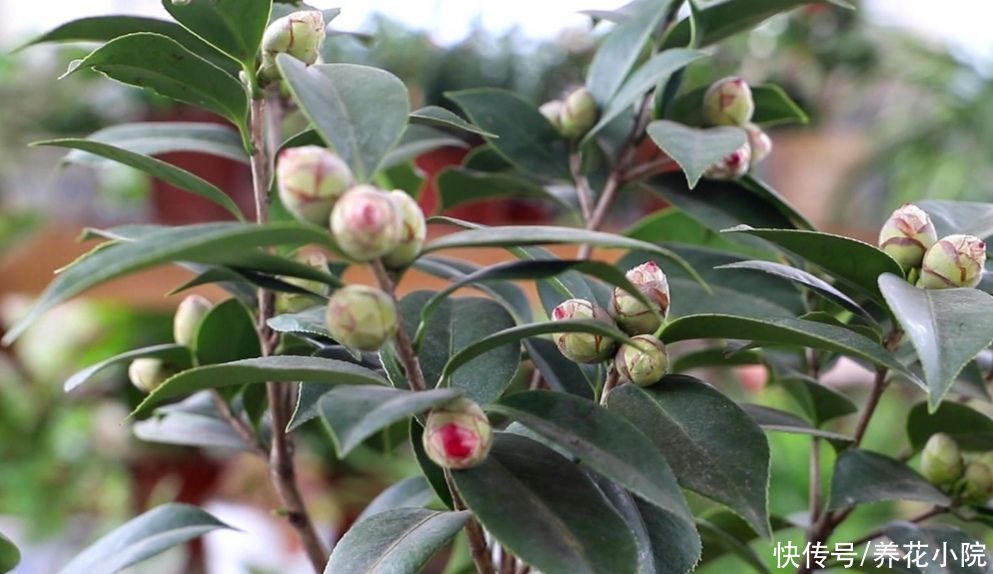 养茶花，孕蕾期间做好4件事，不落花苞，提前开花