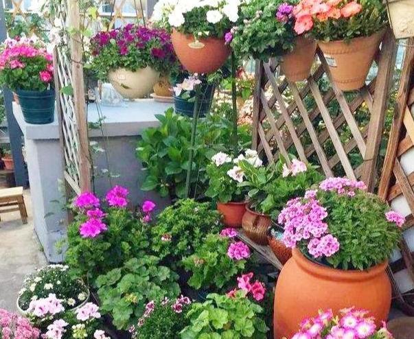养花常识3个雷点常记心间，盆栽植物失误少、长得枝叶旺