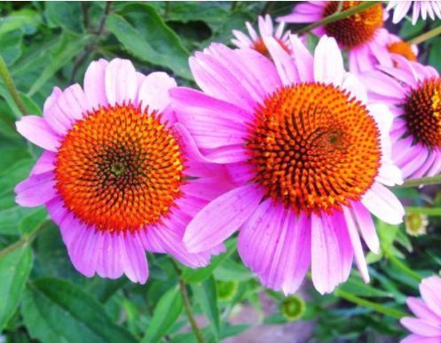 特别易爆盆的几种植物,养在家里美极了,花苞突突冒,花大色艳