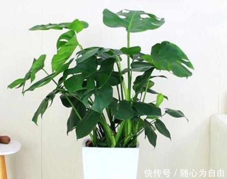 此款花草适合新手,厨房养2盆,漂亮又净化空气,还能蹭蹭长!