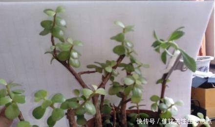 金枝玉叶|长寿花嫁接“金枝玉叶”,技巧简单,轻松变成“火树银花”!