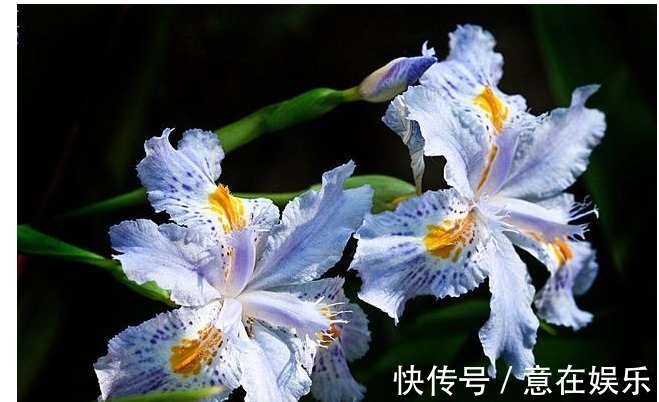 象征着鹏程万里，前途无量，素雅大方的鸢尾花