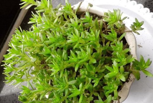  垂盆草|1种野草，农村河边常见，挖一点养盆里，比吊兰多肉好看！