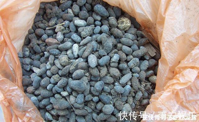 养护|养君子兰趁现在,多做2件事,长成大白菜,满盆冒花箭