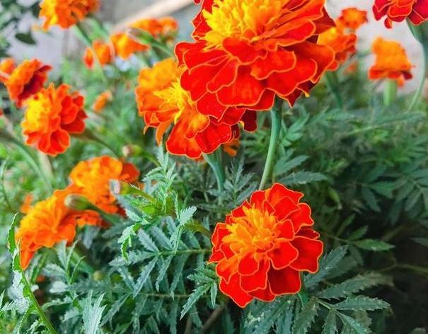 家居养花常见难题黄叶、烂根怎么办学学它轻松对症下药