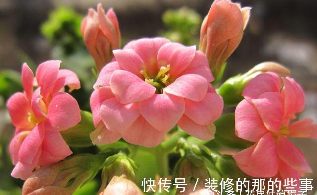 长寿花轻轻一碰就掉叶子,是这几个方面的情况造成的,要及时处理