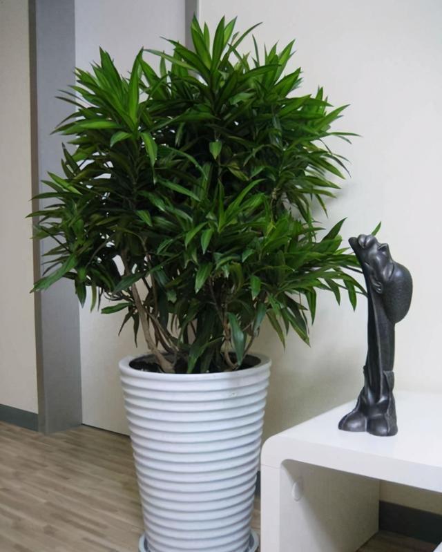 这5种“客厅小森林”的绿植,好看又有森林感,家里满满in风