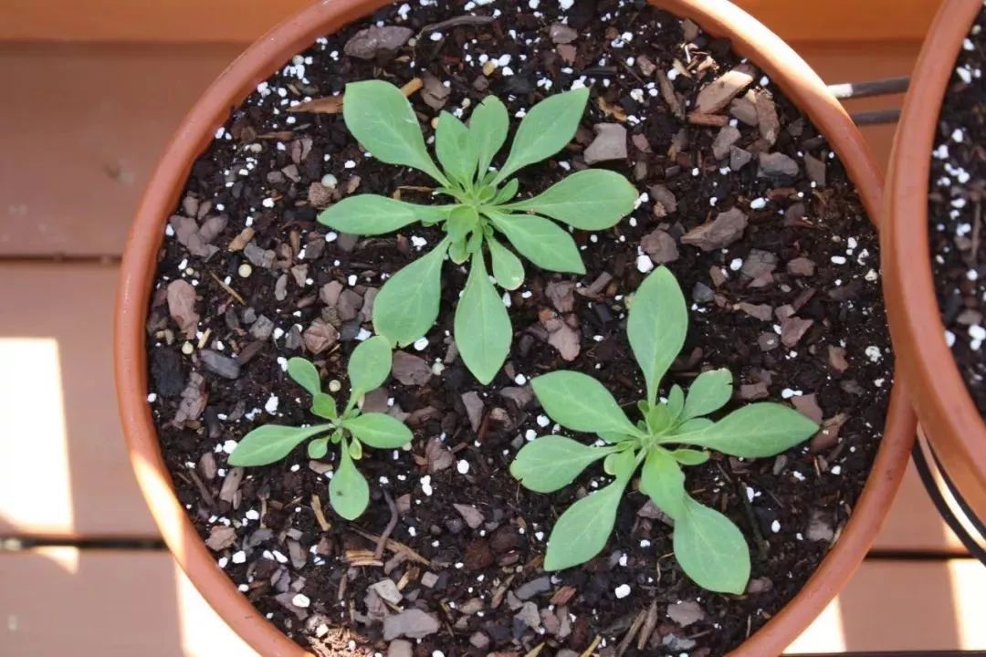 土里的白色肥虫子