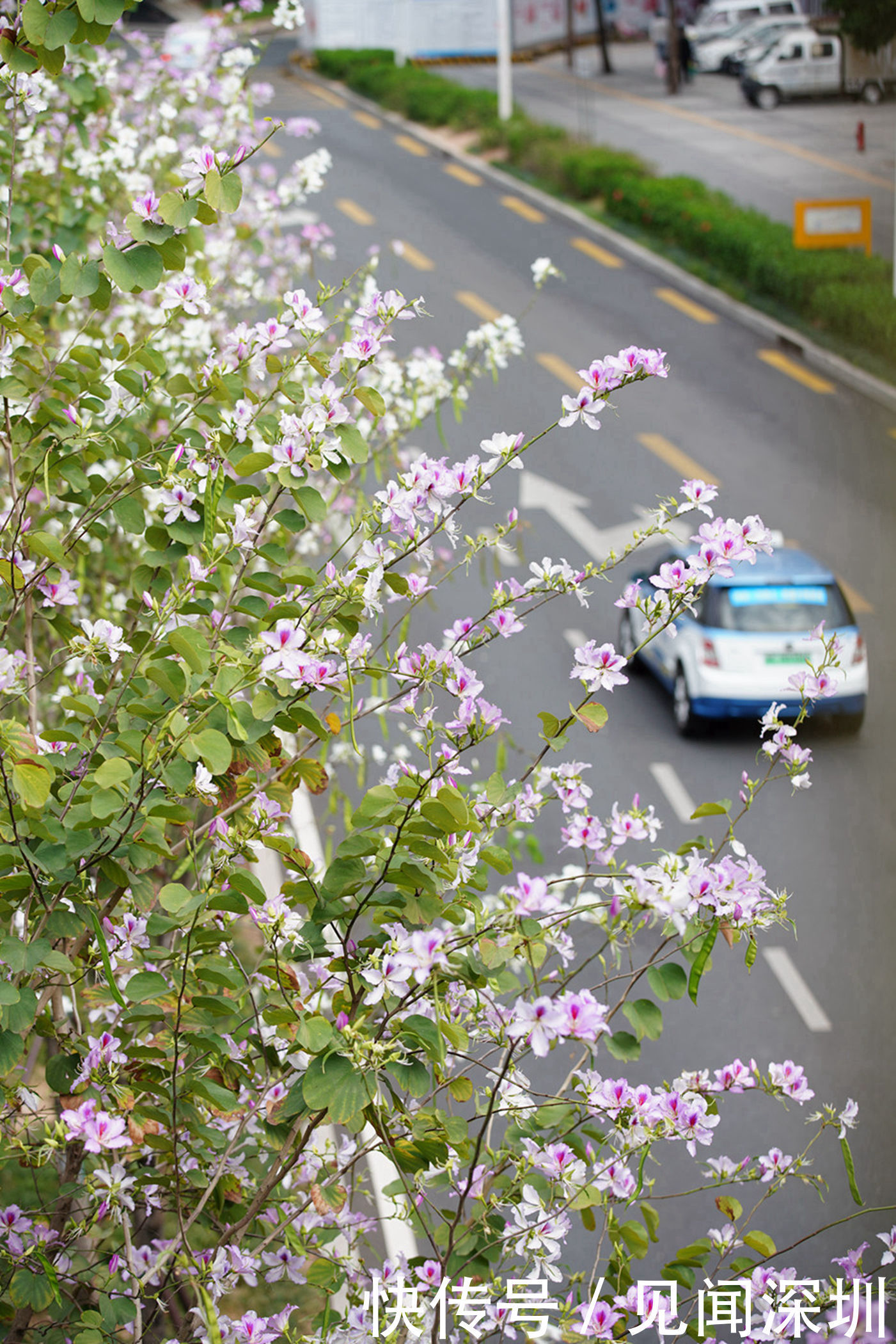 三月的深圳百花盛开，哪里是踏春赏花的好去处？答案都在这里了