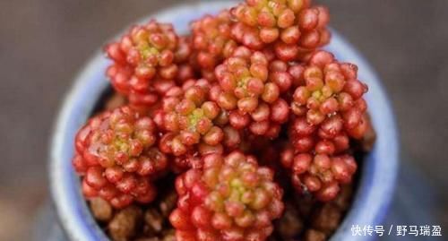 白牡丹|5款多肉普货,在家里养上几盆,好养又省心还有观赏性