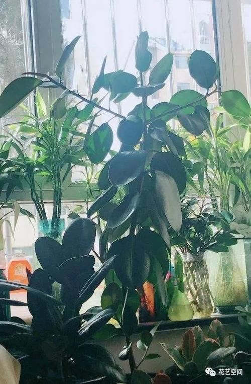 净化|室内放这3种花，怡情养性，旺人旺财，你也要记得放一盆！