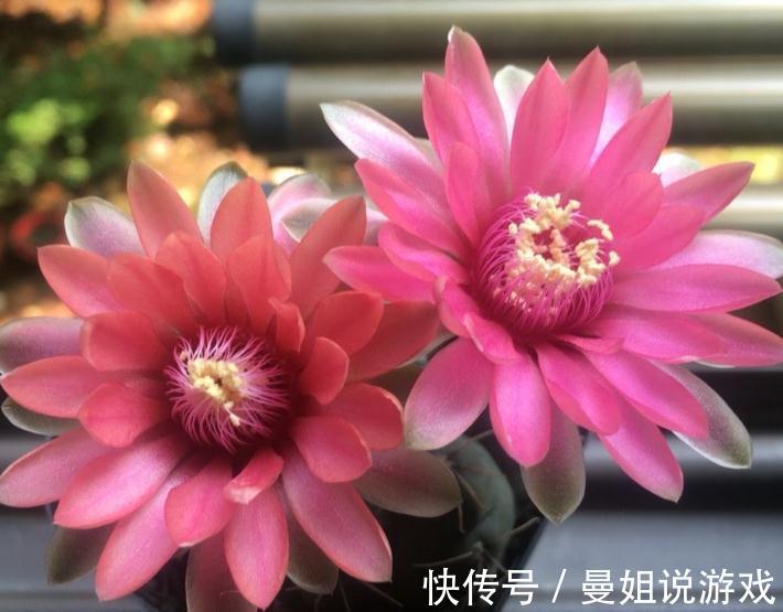 霸气“旱养花”就选这1种,家里养一盆,子子孙孙,越养越多