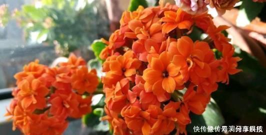 张大爷养花,加点生长剂,叶绿开花多,养啥都爆盆