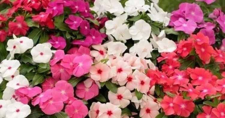 狗尾巴|悄悄告诉你,4种花超漂亮,花朵大花期长,比牡丹还美