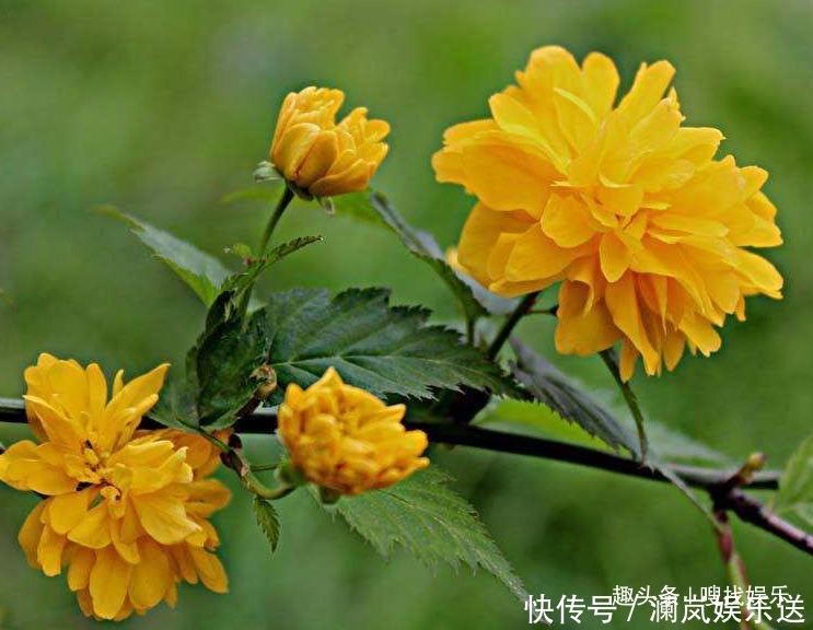 小白|此花花姿优美，花开时满树金黄色的花朵极其耀眼夺目，寓意为高贵