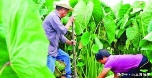 原产自我国,曾是农民的救命粮,叶梗腌酸菜是一绝,不知道可惜了