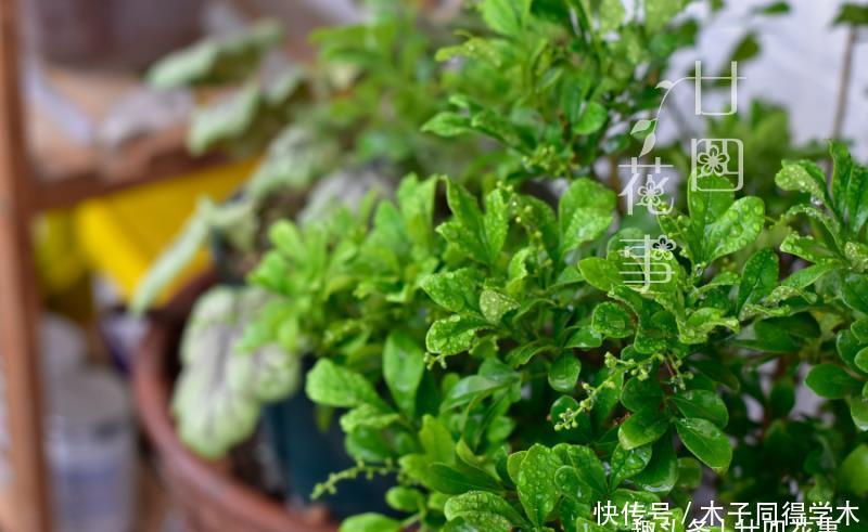 难点|养死过五六盆米兰花，总算得出了点经验：米兰的养护难点在于服盆