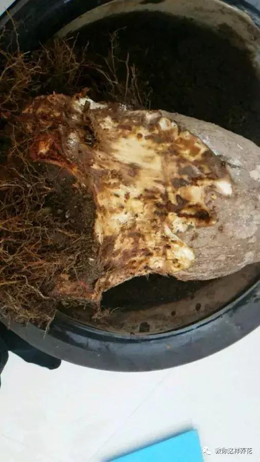 换盆不修根,等于白换,再怎么换也不好使!