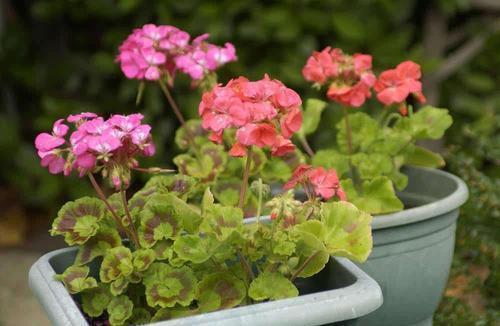 老手|5月逛花市,这些花千万别买,老手都避开,新手抢着买