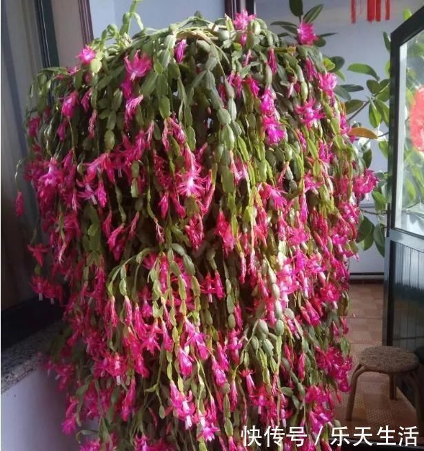 蟹爪兰|2种不要的“垃圾”，却是养花的“花肥王”，蟹爪兰吃一点就爆花