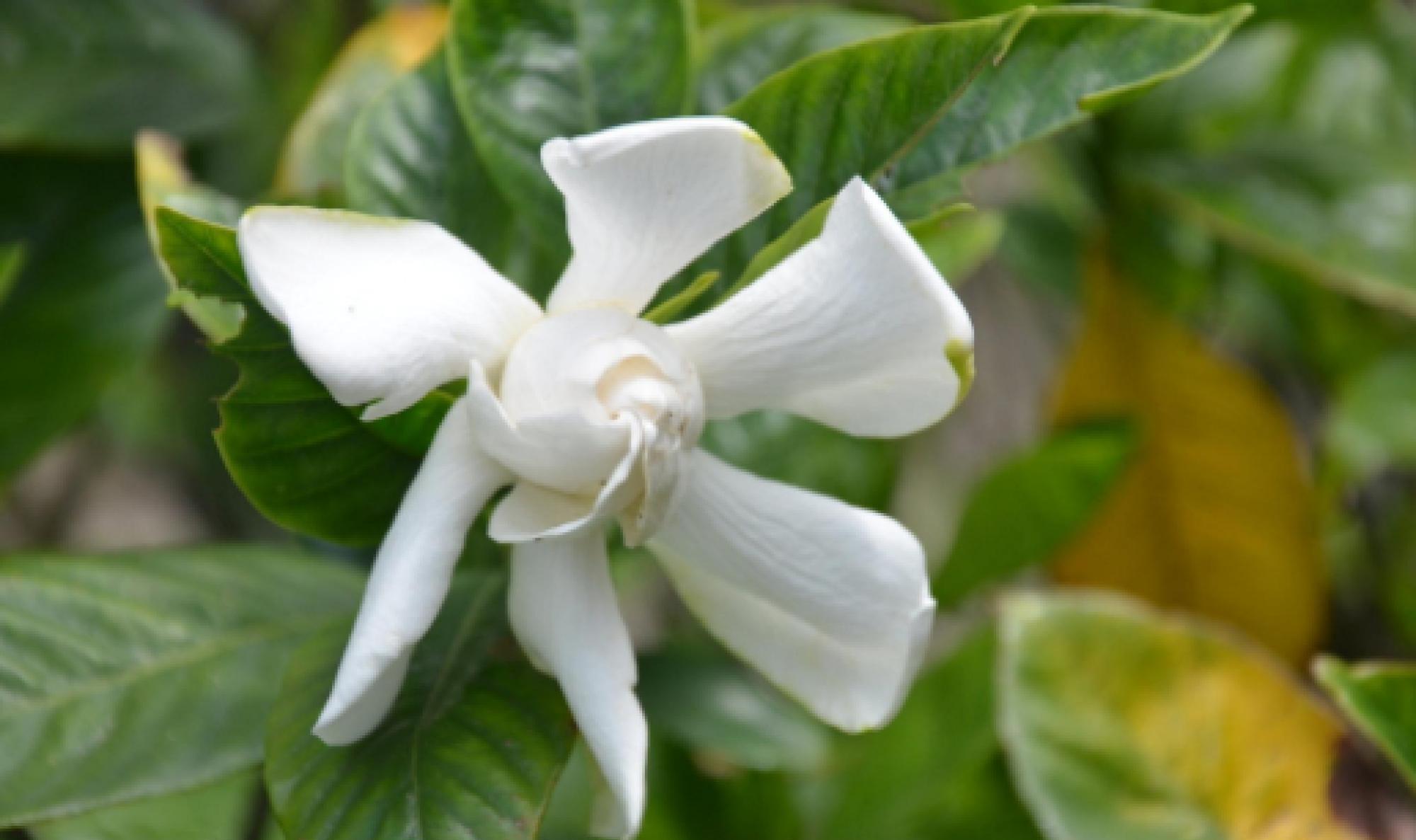 植株|栀子花好养吗?有方法就不难,现在教大家玩转