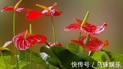 红掌长侧芽，这样处理，老叶不发黄，新叶蹭蹭冒，一叶一花开爆盆