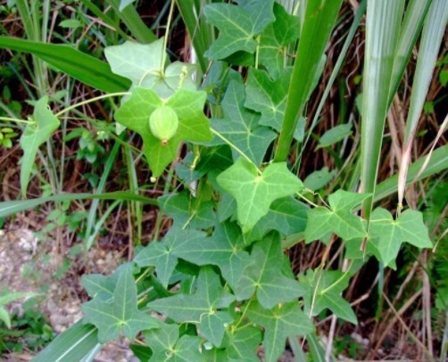 根部|农民们认为有毒的野果子,国外叶子也拿来食用,殊不知根部更珍贵