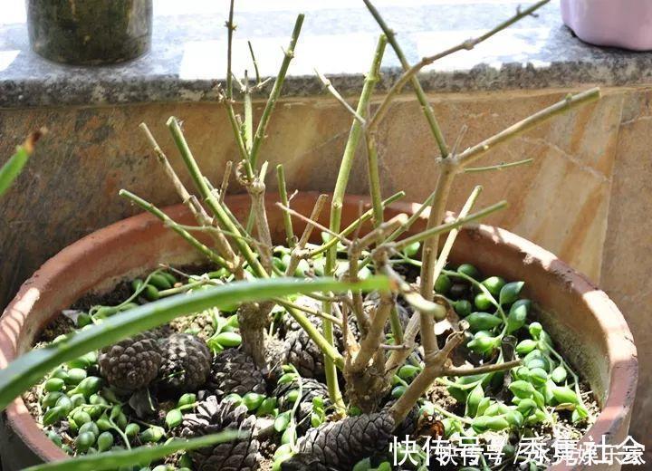 月季|这3种花现在修剪，下个月花苞满头，今年能开5、6次