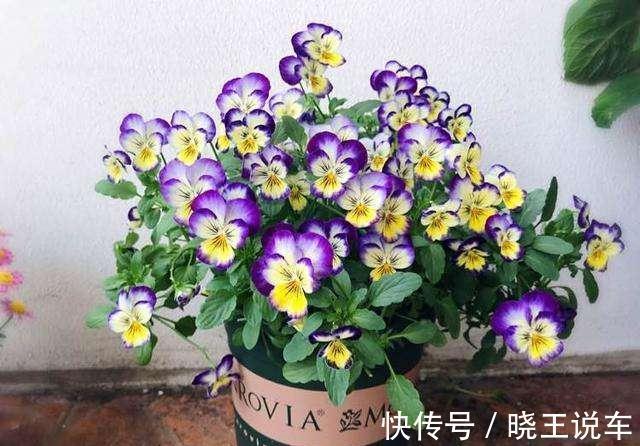 光照|这样做,你家的花也能开成大花球