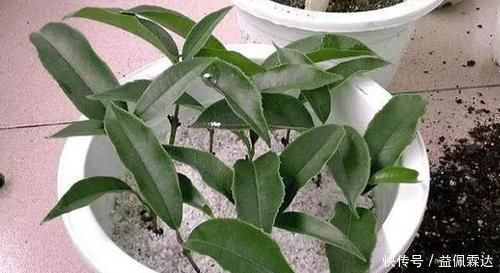 养花|不敢尝试扦插?捏准“7个要点”,养花省钱、还能拥有更多