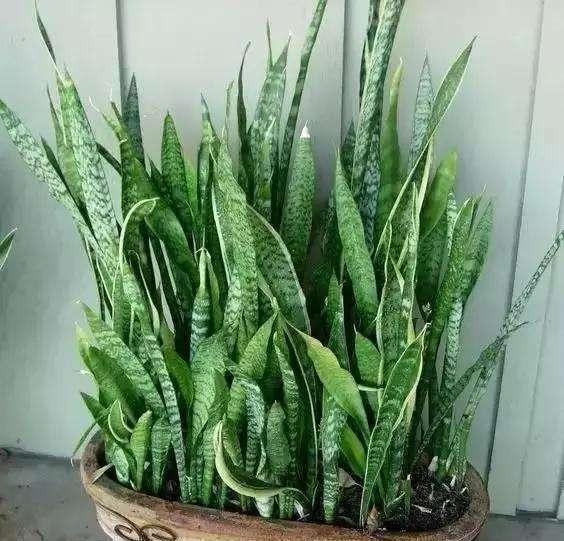 无根“虎皮兰”,上盆简单,2样东西一掺,毛根嗖嗖长,叶子高大