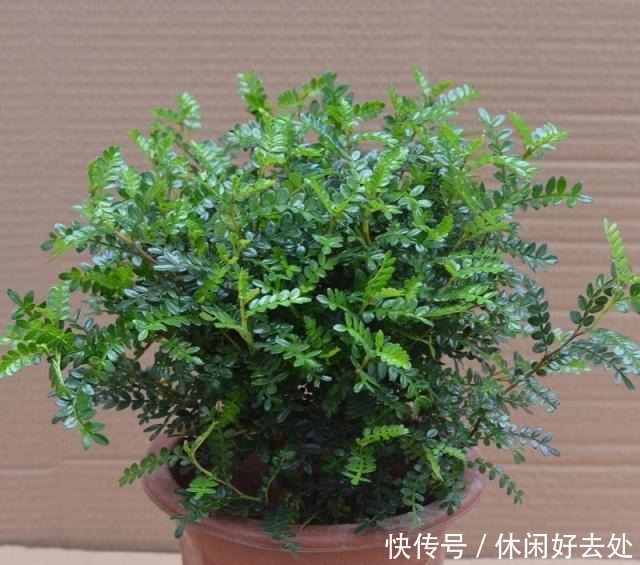 有钱人不养花,只养这“3种”树,难怪越来越“富”,身体还健康!