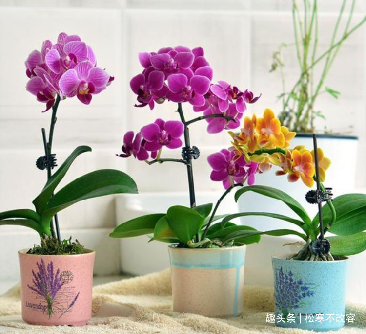 喜欢养花,就养这几款,比吊兰还好养,烂漫迷人又可爱