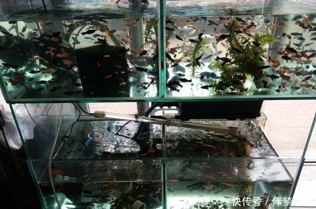 饲养观赏鱼想不死鱼,就要把以下简单的事情重复做,做到熟练为止