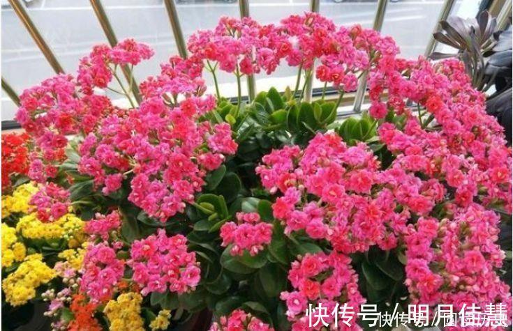 花园|让人喜欢的4种花，种植容易，全年开花，花量丰富，阳台变花园