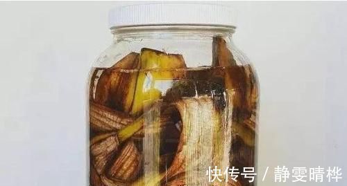 开花|花长得不好盆里放根香蕉,叶子肥厚、疯狂开花,连肥都不用施