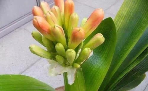 君子兰“长歪了”，调整方法很重要，错一点花箭都不冒