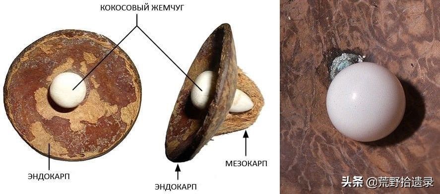 椰子 商人的小脑袋瓜——椰子珍珠