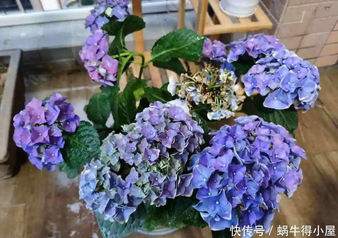 牡丹|这现在不能换盆的花,土一松就没命,白养大半年