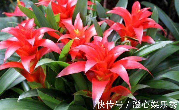 繁花似锦|养花试试几款花卉,花开繁盛花香怡人,四季繁花似锦