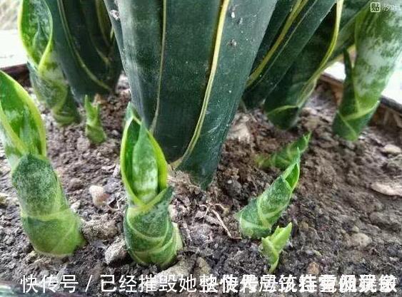 新芽|虎皮兰“长得慢”扒开土喂点“出芽肥”,新芽就像“竹笋”