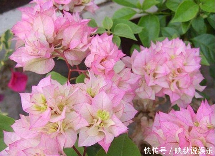 三角梅|几款花卉养在家里,繁花似锦,花大色艳很漂亮