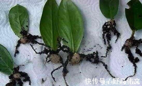 叶片|这5棵“树”太贵了,偷偷摘一截枝条就养活了,不用花钱买啦!