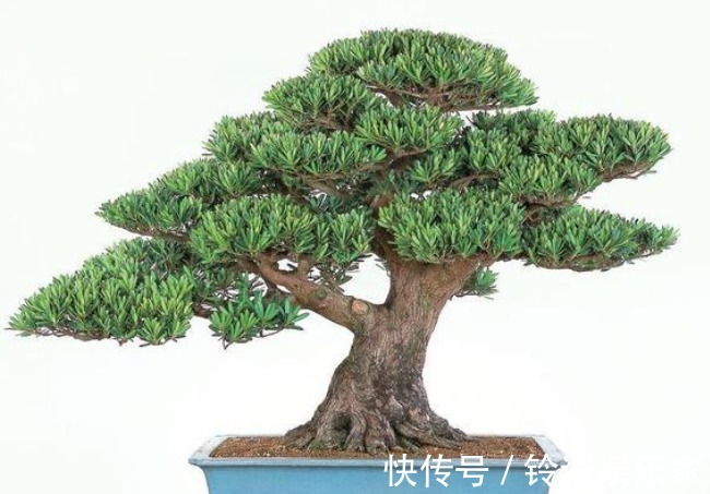 招财|家里再小也要养的“镇宅花”,虽然很丑,但招财又进宝,寓意满满