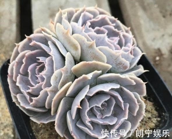 5款“玫瑰系”多肉,不仅颜值高,且好养活,新人也适合