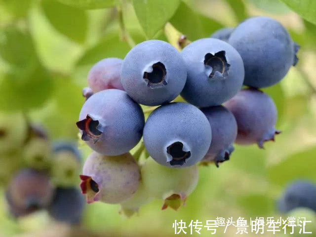 女性|女性在怀孕后,它可以经常吃,缓解孕吐,还能给胎儿补补钙!