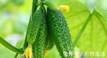 胰岛素|10种植物是糖尿病的天然克星,效果最好的确被当垃圾扔掉