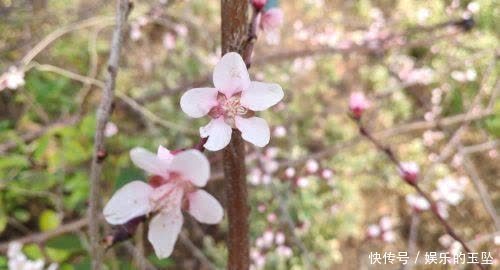 老年|赏心悦目！春天里的泾阳百花鲜